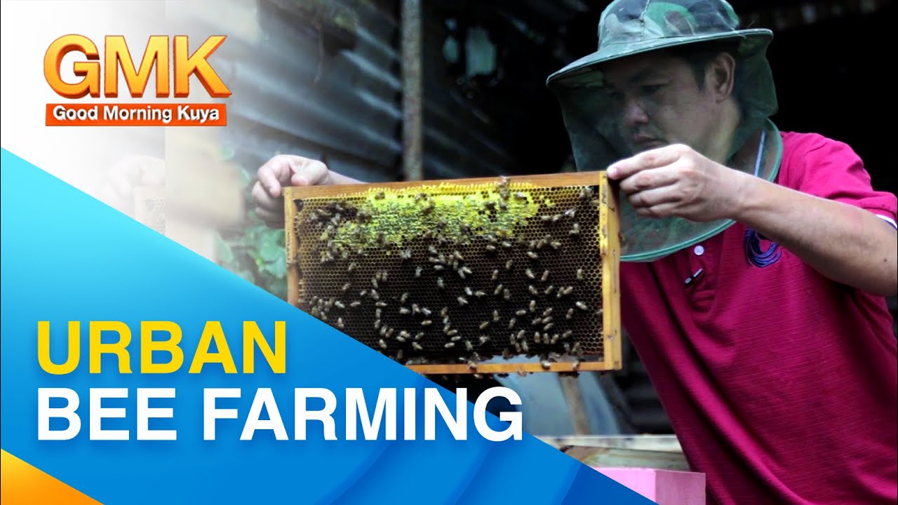 Puhunan at Kita sa Negosyong Urban Bee Farming | Bread n’ Butter