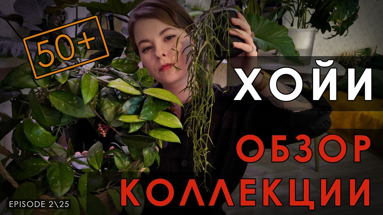 50+ Сортов Хой. Вы точно найдете для себя ту самую!