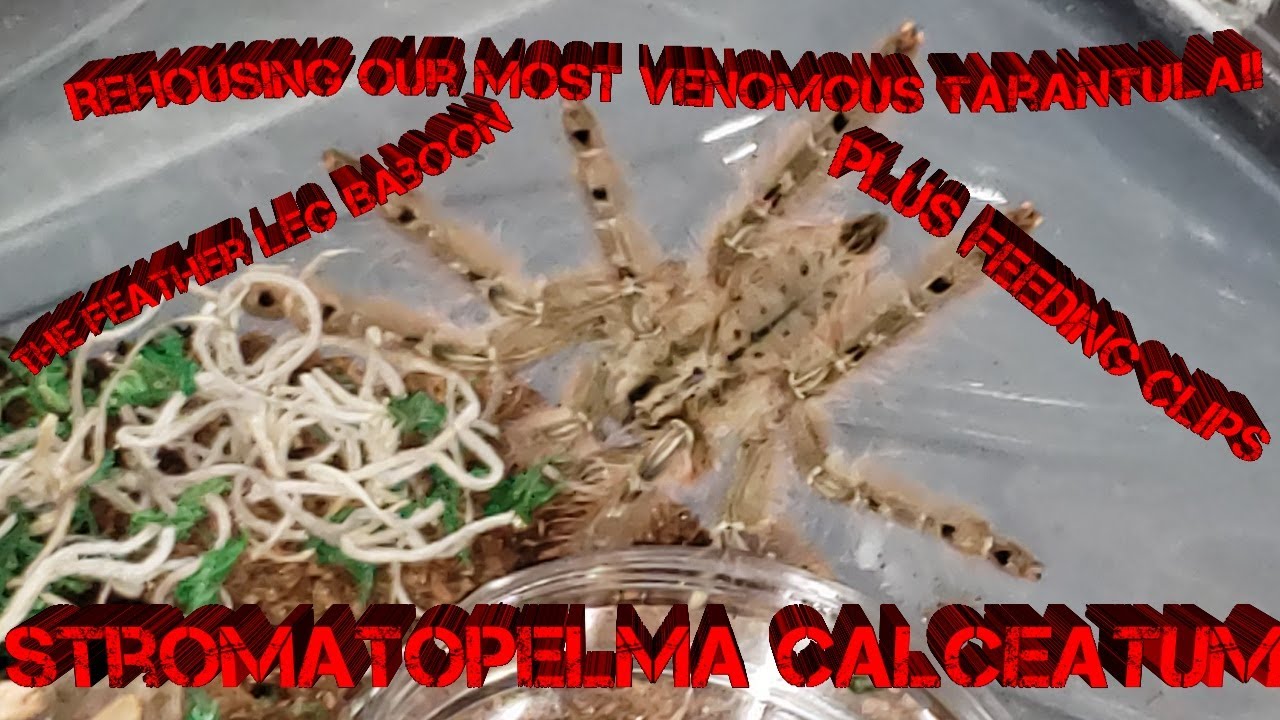 Rehousing Our Most Venomous Tarantula!! Stromatopelma calceatum the Feather Leg Baboon