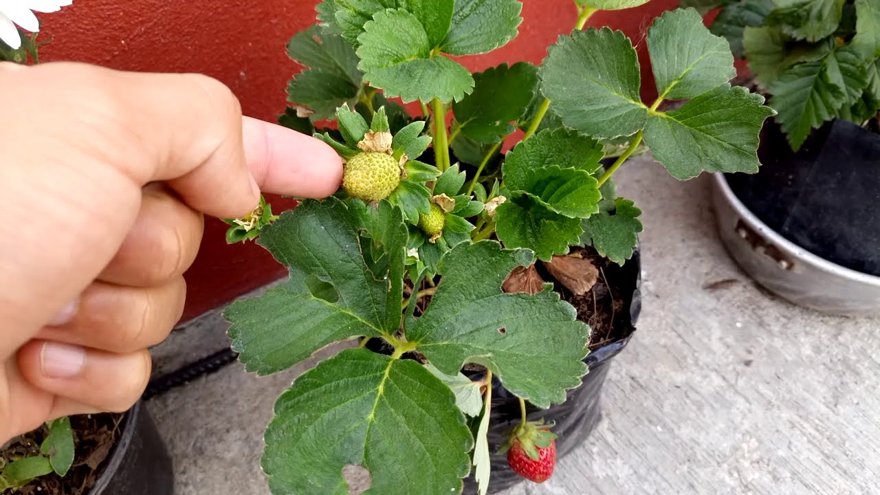 Regresando con las fresas y tips