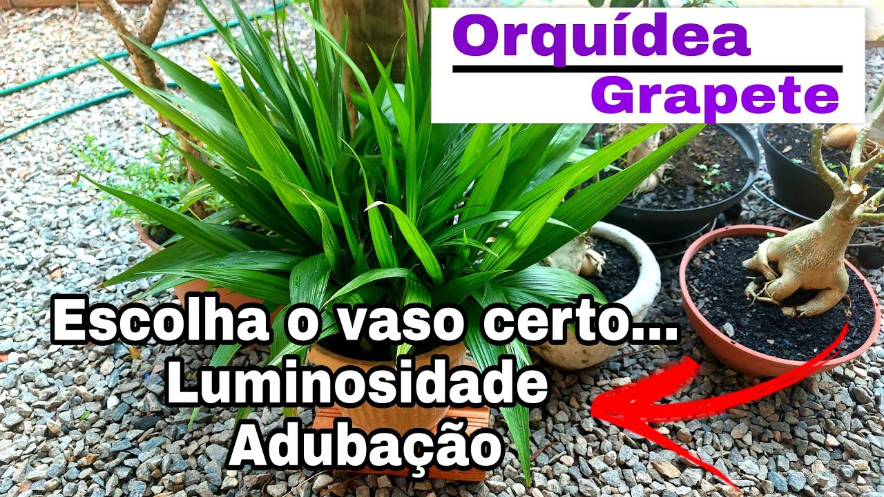 PRA TER UMA TOUCEIRA LINDA DA ORQUÍDEA GRAPETE PEGUE ESSAS DICAS E SUCESSO......