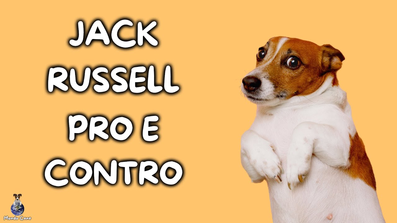 Jack Russell: Pro e Contro