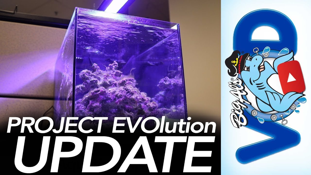Project EVOlution: Cycling & Adding Livestock | BigAlsPets.com