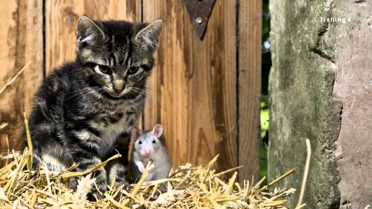 A Friend Like You