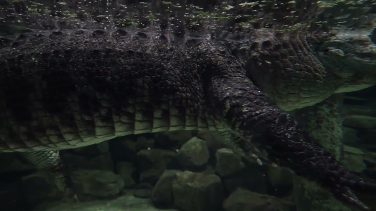 Eugen, a szeretetre méltó mississipi aligátor 🐊