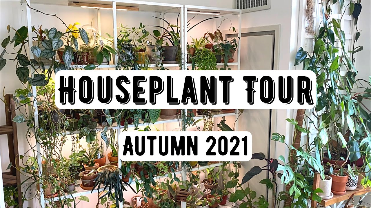 Houseplant Tour (300+ Plants) | Autumn 2021