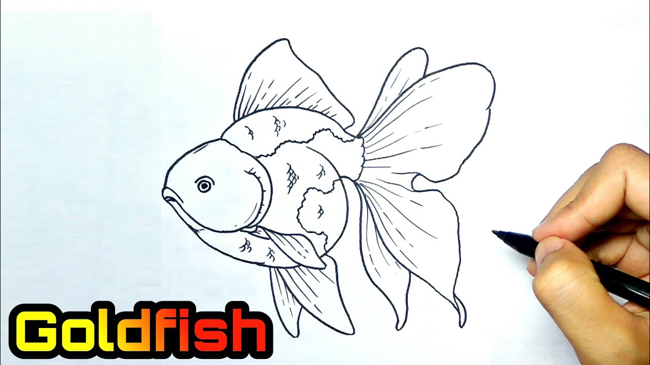 How to draw goldfish | step by step easy