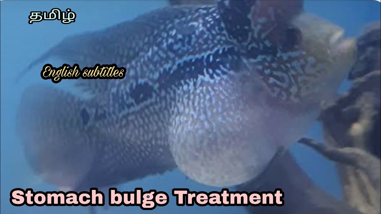 stomach bulge in Flowerhorn | Dropsy | Aquapets & Farm