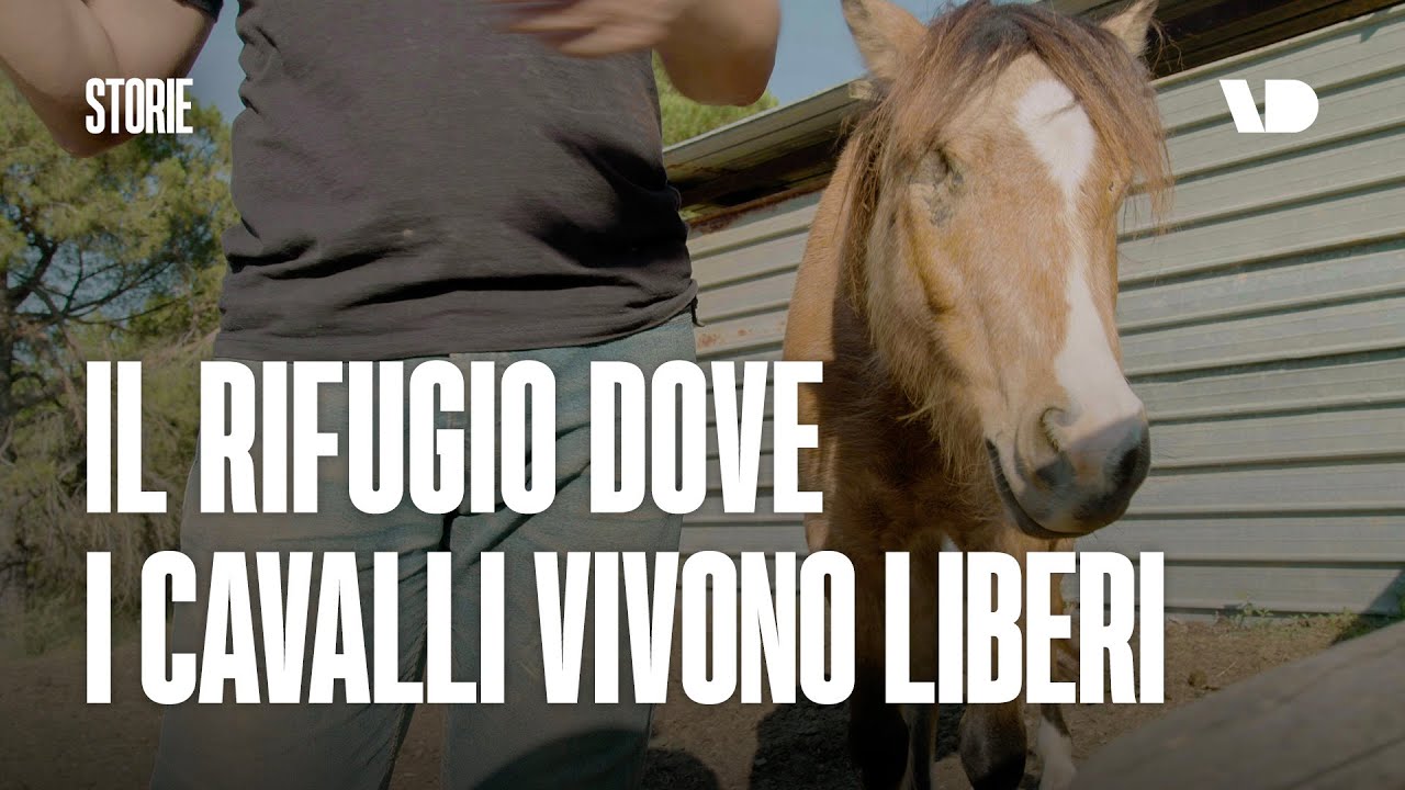 Il rifugio dove i cavalli vivono liberi
