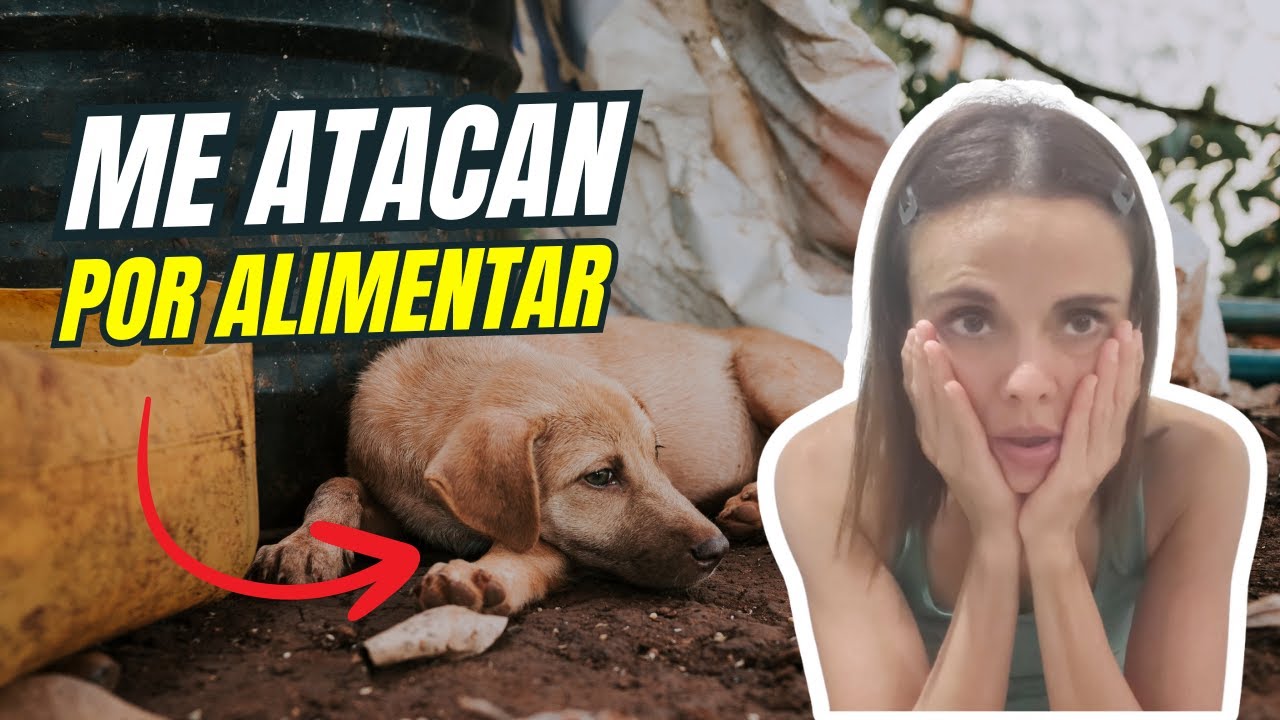 ME ATACAN por alimentar animales DE LA CALLE