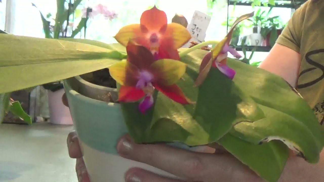 Orchid Spotlight Phalaenopsis Tying Shin Fly Eagle + Phal  LD's Bear King YK-10