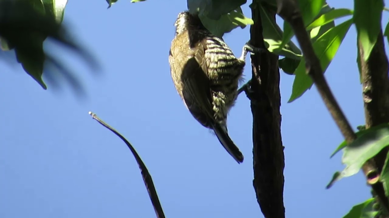 Picapauzinho-barrado - Picumnus cirratus