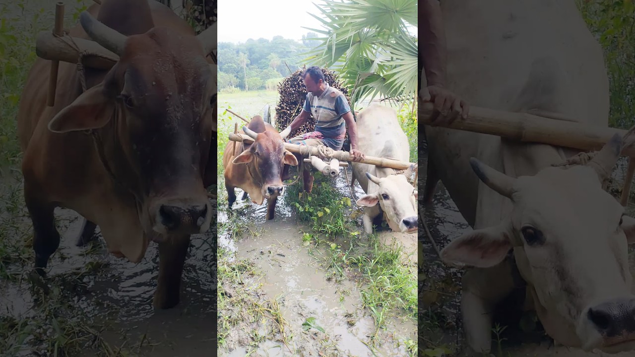 How hard the village cows work to help people! 🐂❤️ Braving the sun and rain, they work tirelessly