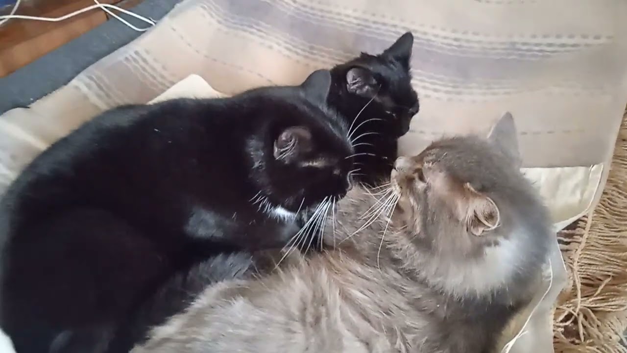 cat 🐱❤️❤️❤️