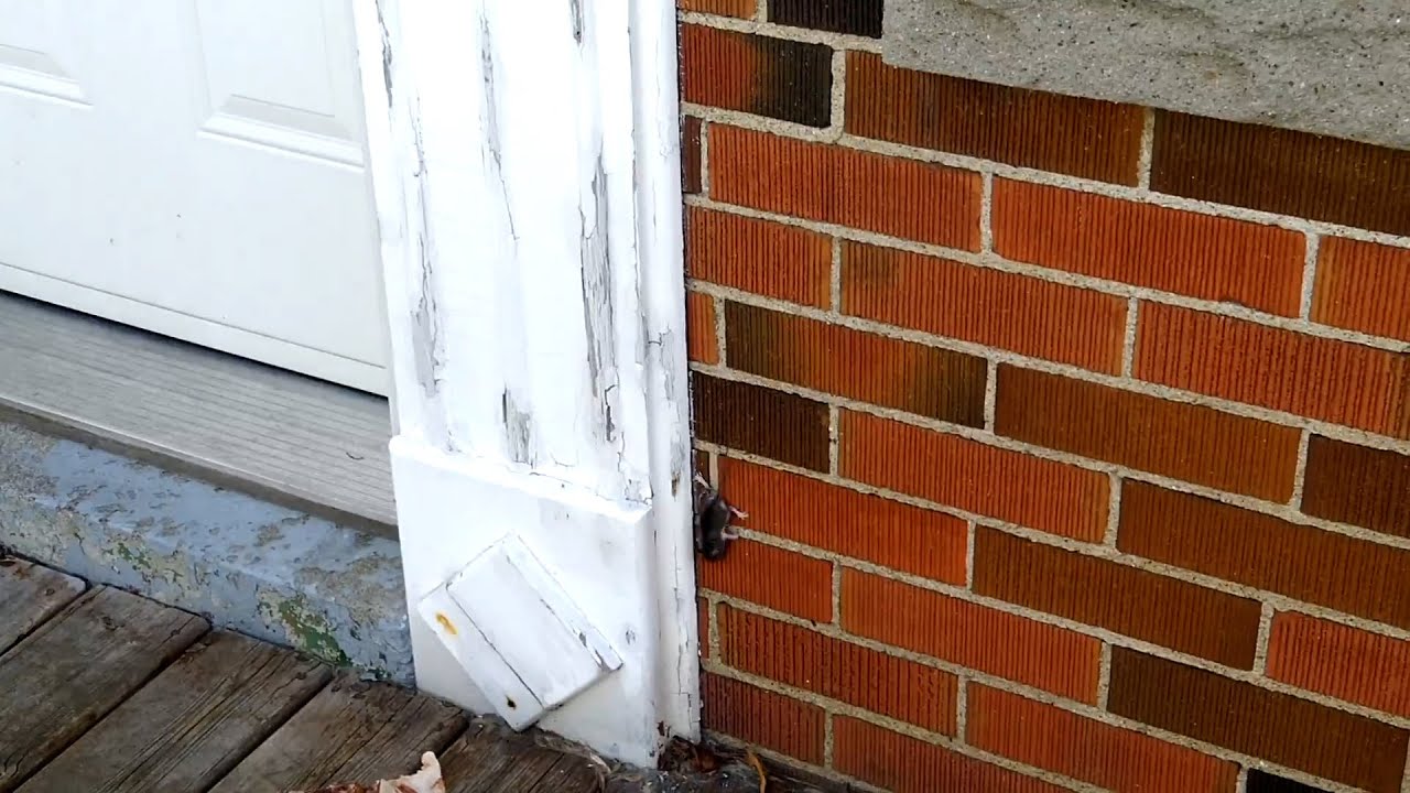 Skedaddle Discusses Humane Mice Removal with Rob Pagetto