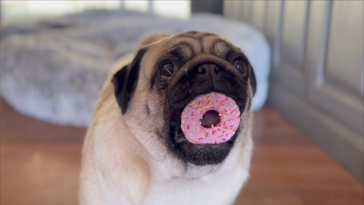 Cutie Pie The Pug. Queen of Entertainment.
