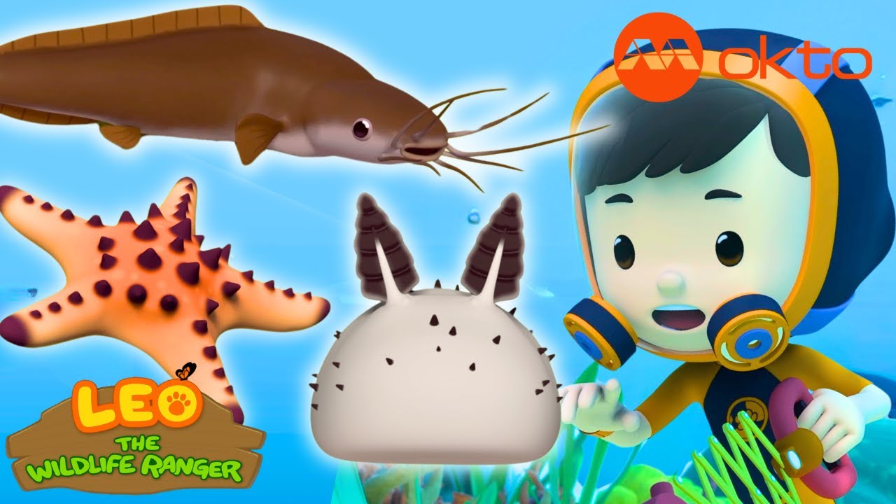 What's the similarities between these creatures?! 🐋🦭🪼 | Leo Compilation | @mediacorpokto