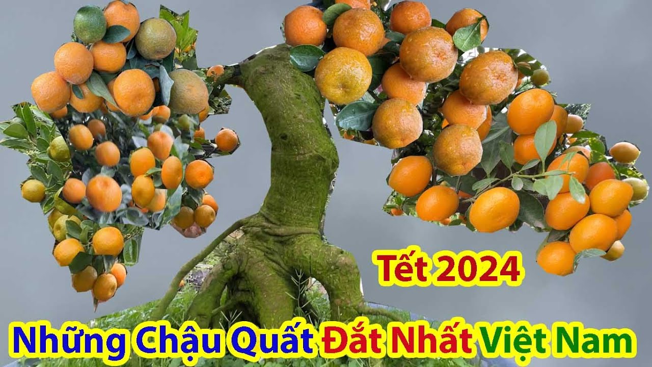 Tết Hà Nội 2024 Ngất Ngây Với Chậu Quất Siêu Đắt - Quất Cần Thăng Đón Xuân Giáp Thìn