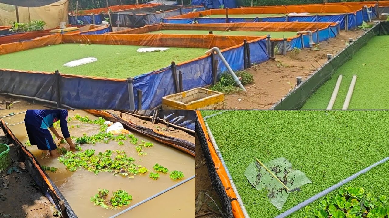 Hướng dẫn chi tiết cách nuôi bèo , xử lý nước , thả ốc giống trên bể bạt cho người mới !