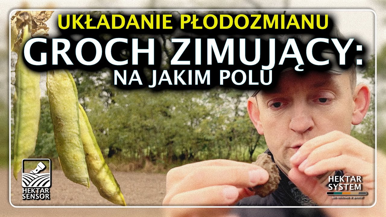 UKŁADANIE PŁODOZMIANU | GROCH ZIMUJĄCY: NA JAKIM POLU | HEKTAR SENSOR