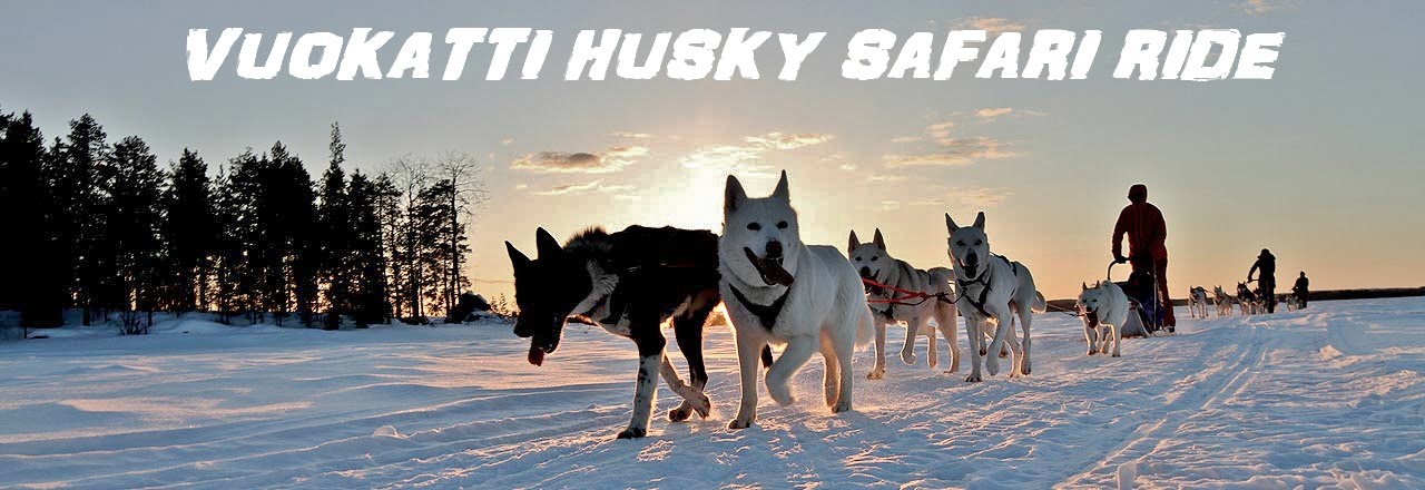 Vuokatti Husky Safari