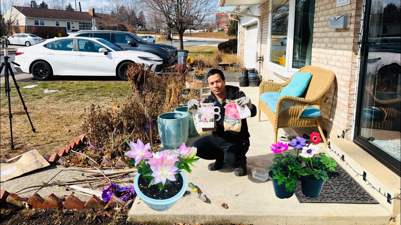 Cleaning my flower garden | Planting couple of lotus lily & anemone 