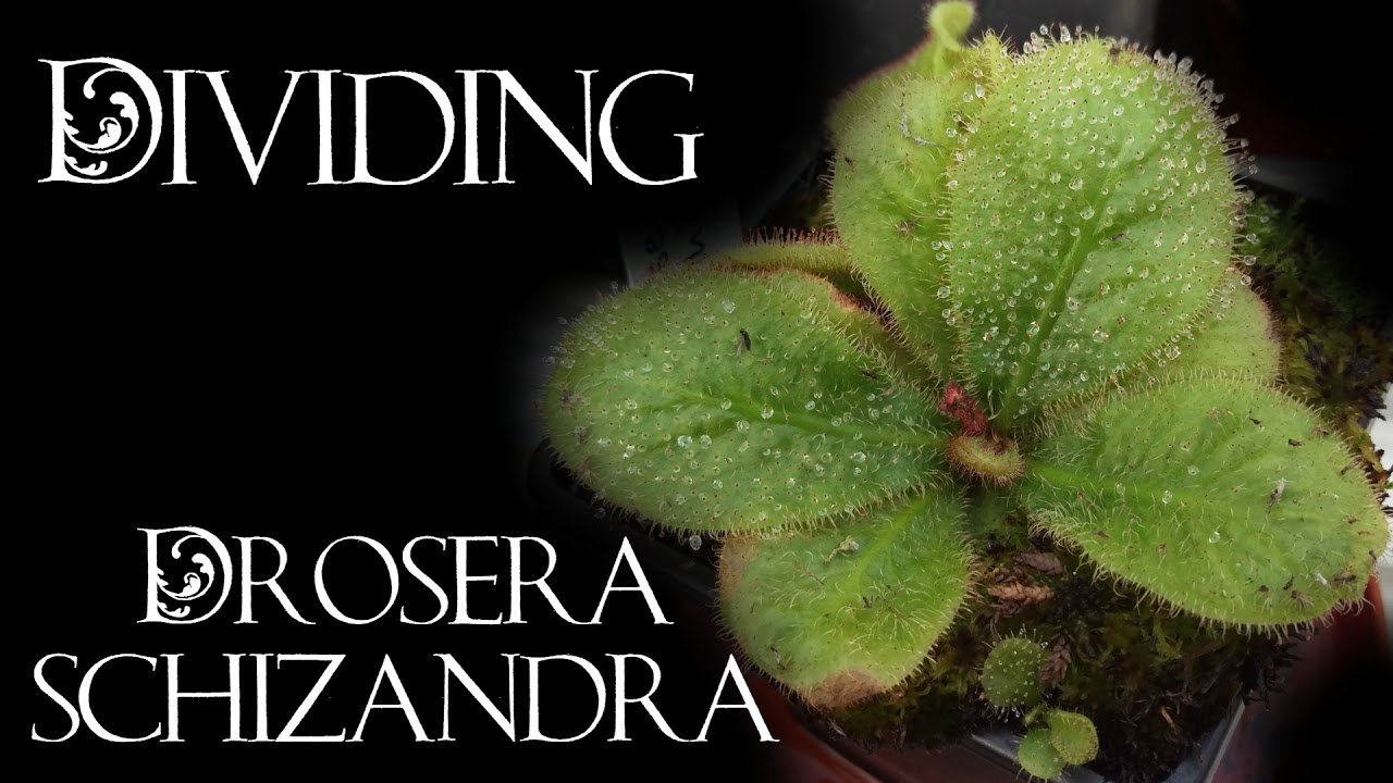Dividing Drosera schizandra