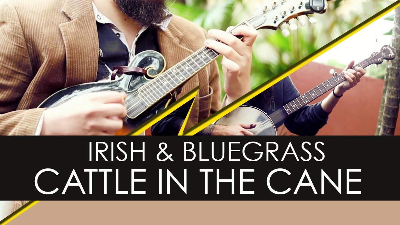 o Bardo e o Banjo - Cattle In The Cane (música Irlandesa/Bluegrass)