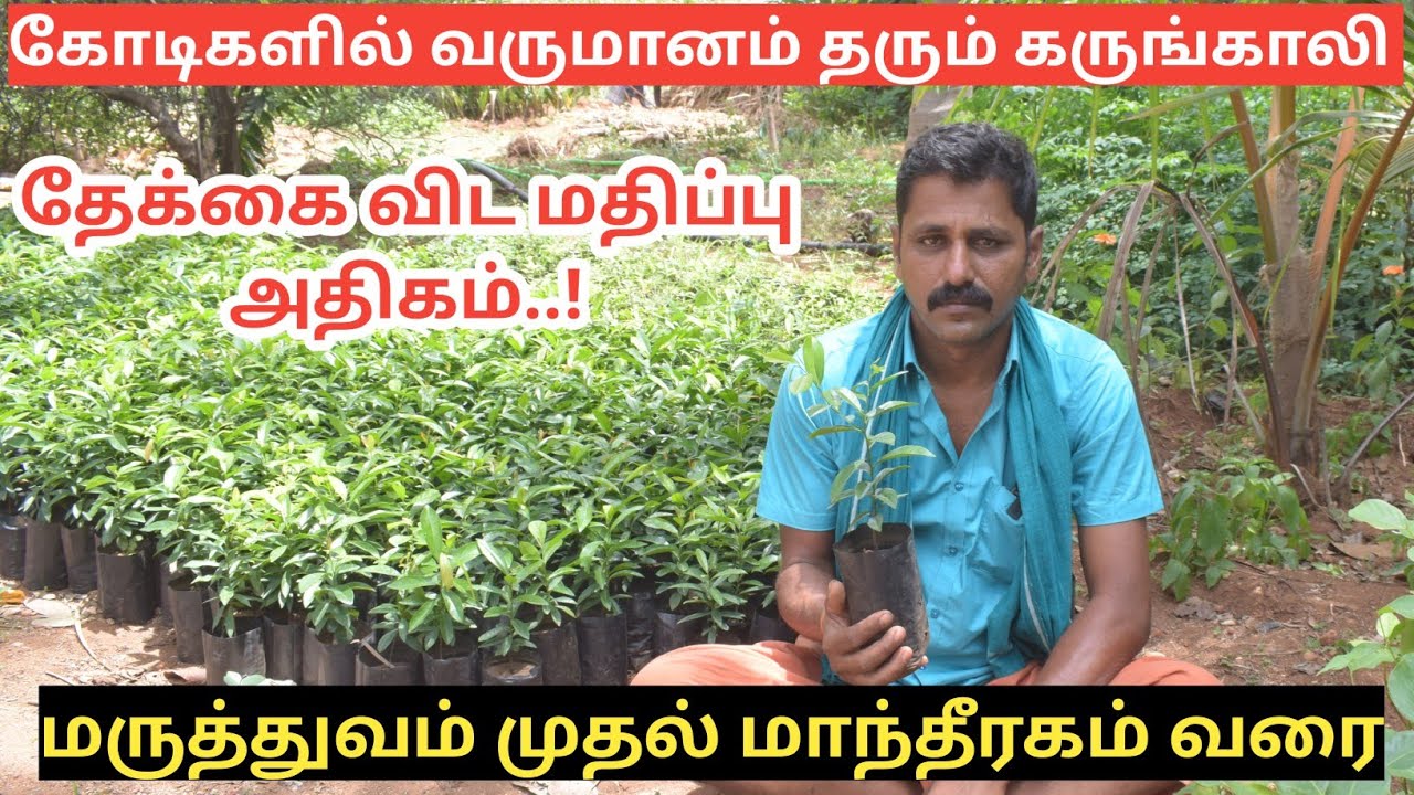 இரும்பை விட வலிமையான கருங்காலி மரம் வளர்ப்பு | Karungali Tree cultivation and it's uses