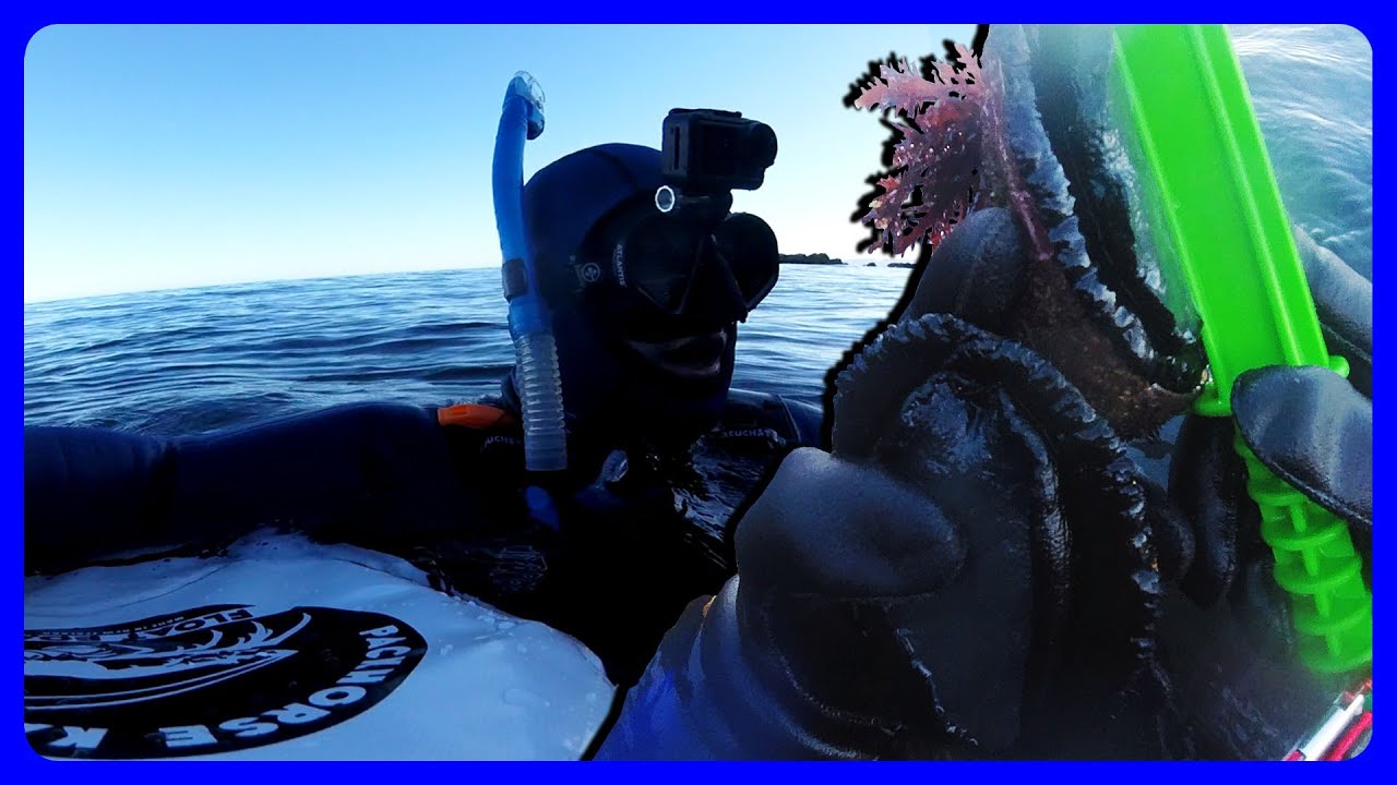 Giving up 🦞 then found them! (Pauas N' Crays) 🦪