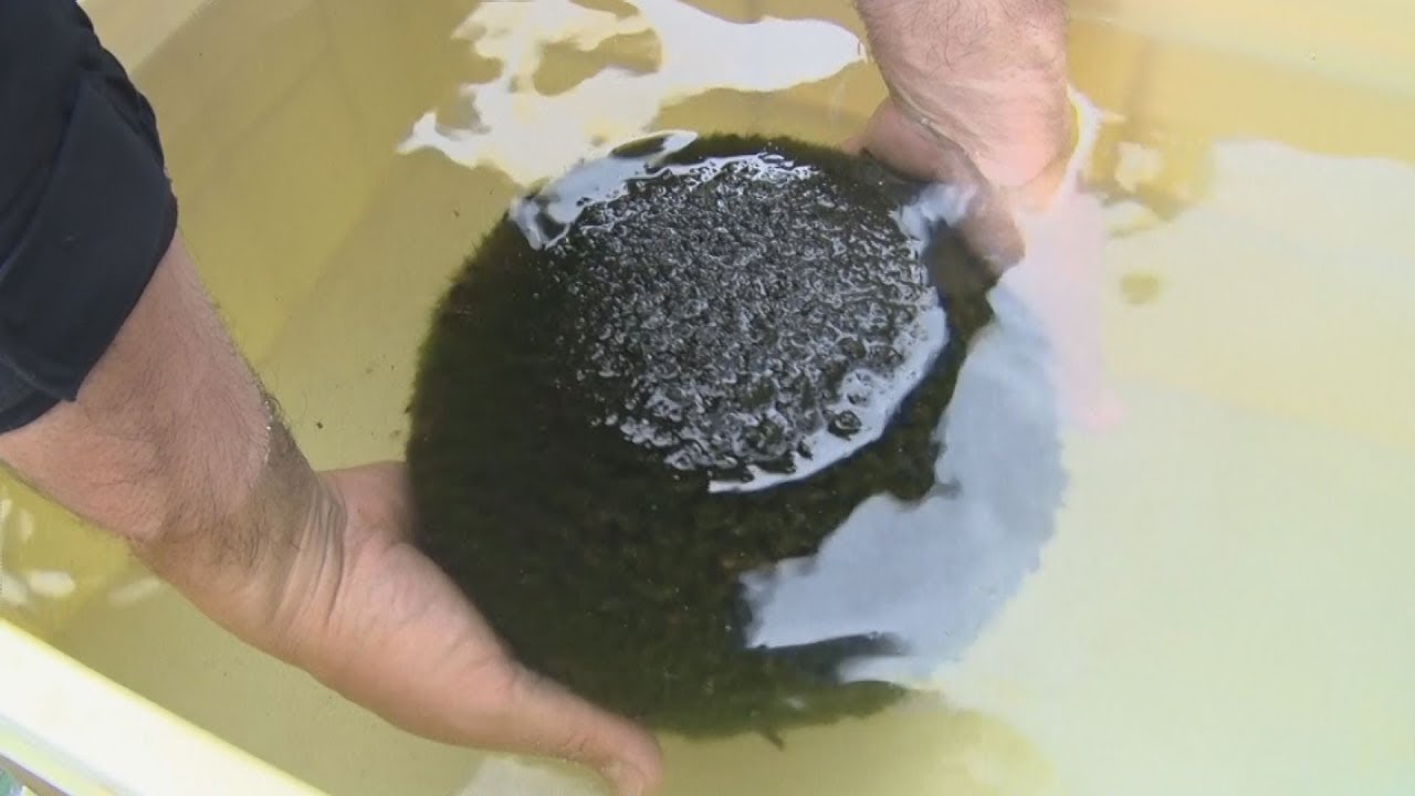 越冬のマリモ引き揚げ 北海道・阿寒湖