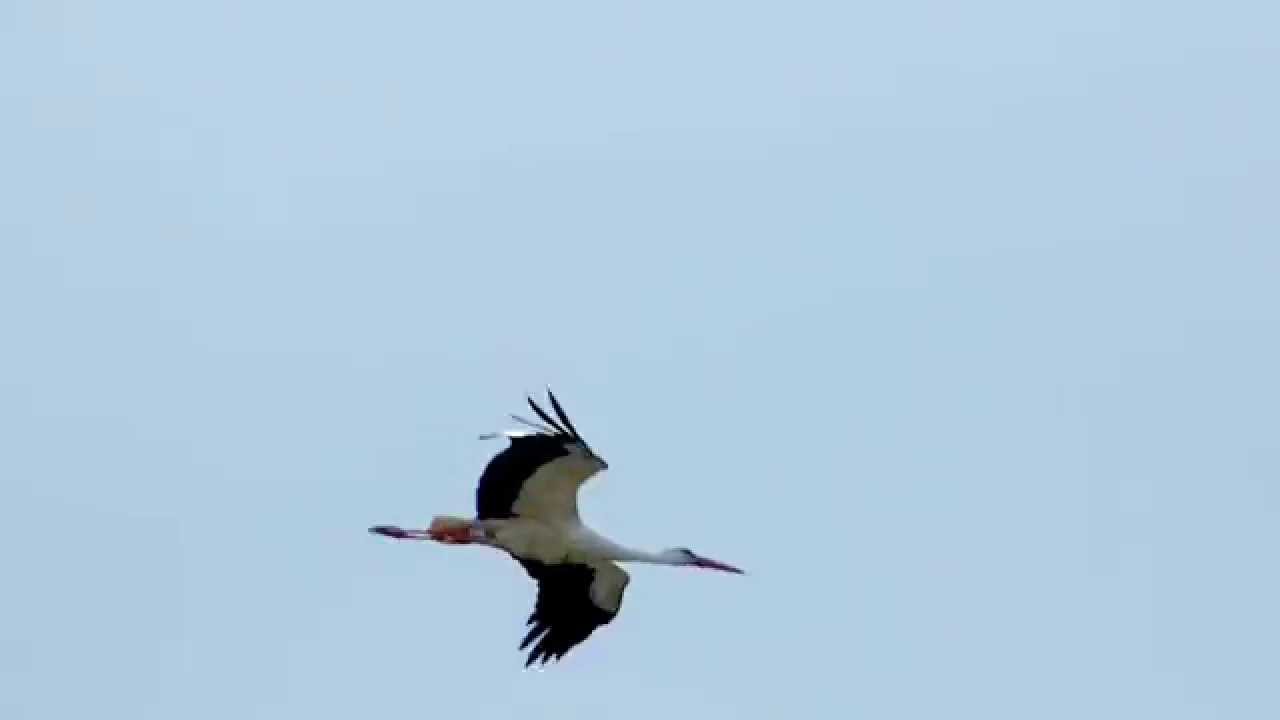 St&ouml;rche auf dem Brenzer Schloss 15-05-2014