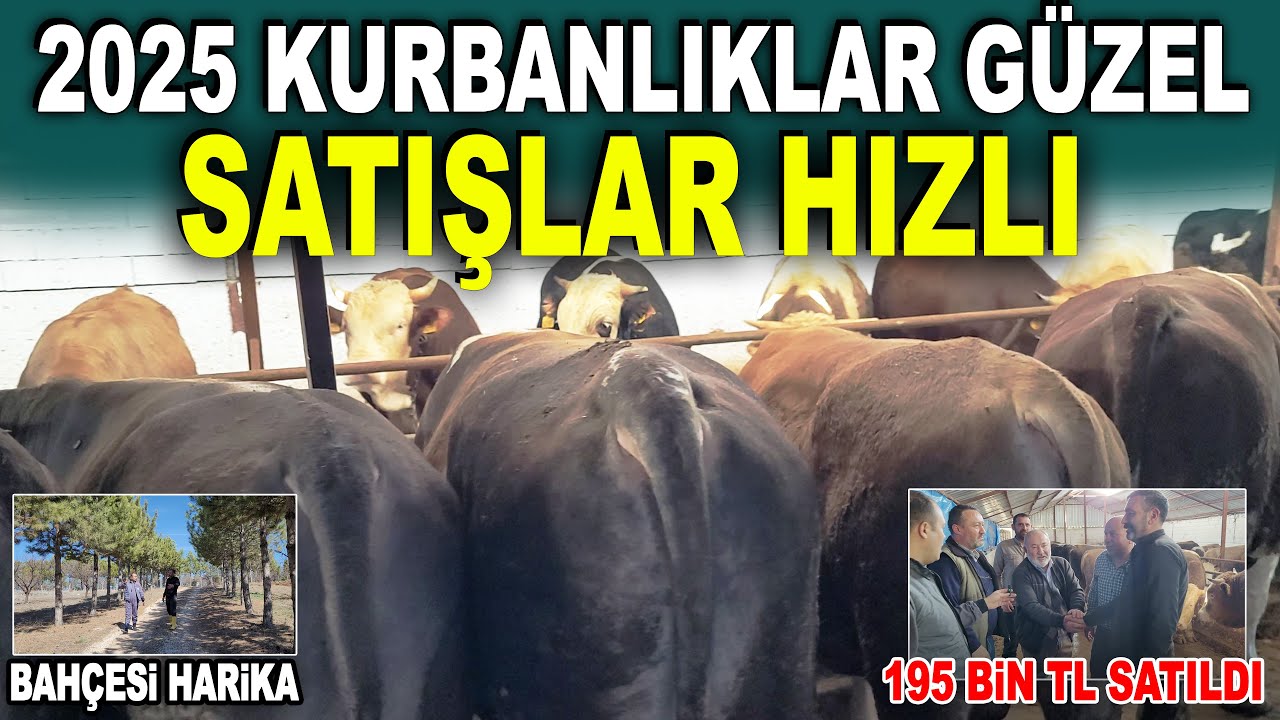 2025 Kurbanlık Fiyatları ve Kurbanlık Pazarlığı / Miktat Erden Besi Çiftliği Ankara