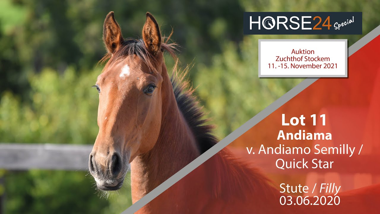 Horse24 Special - Auktion Zuchthof Stockem: Lot 11 Andiama Stute v. Andiamo Semilly - Quick Star