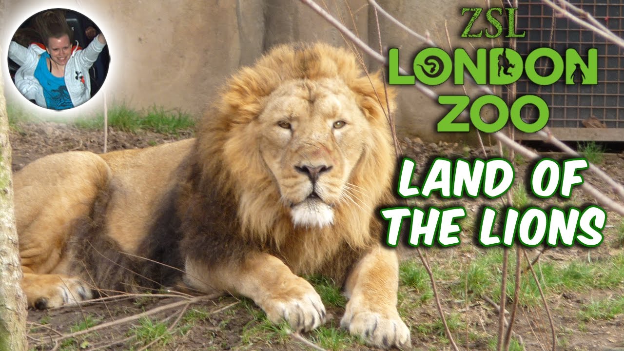 Land Of The Lions | ZSL London Zoo
