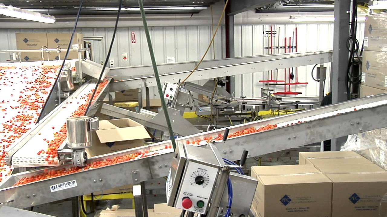 Tomato Packing Line by Lakewood Process Machinery