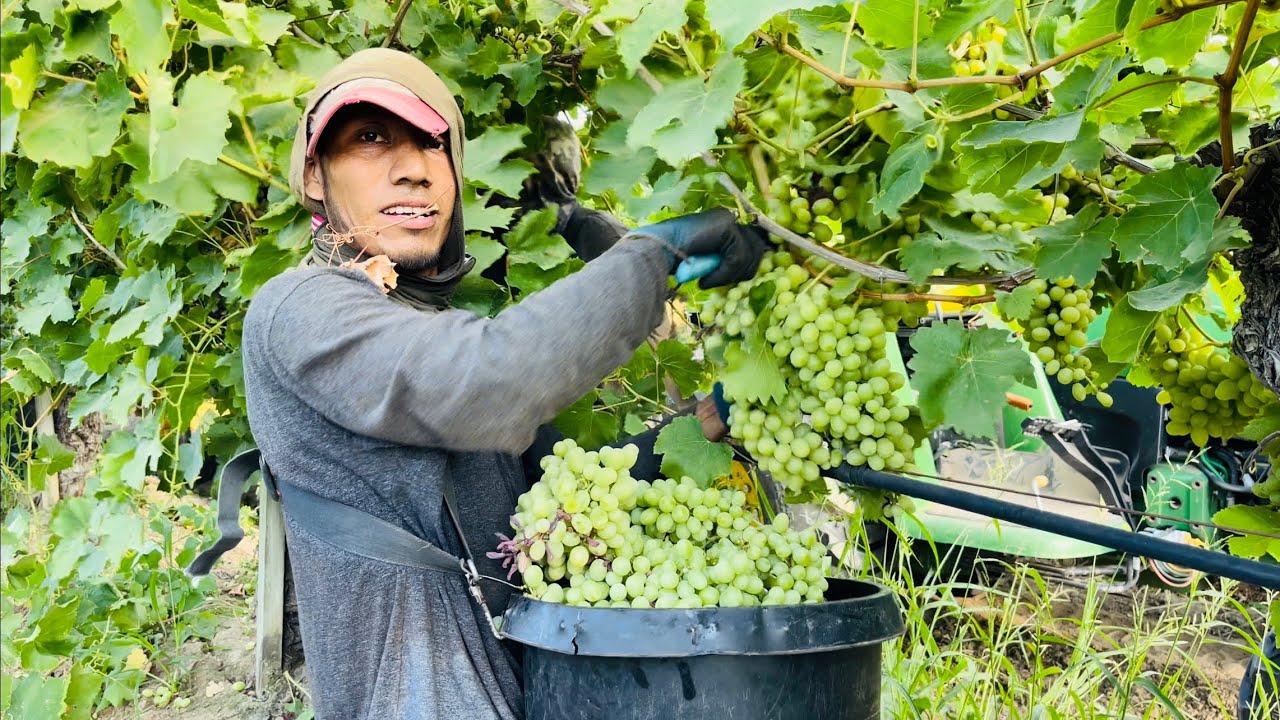 Cosecha de UVA De G&oacute;ndola Por Contrato en Madera California / Grape Harvesting 🍇
