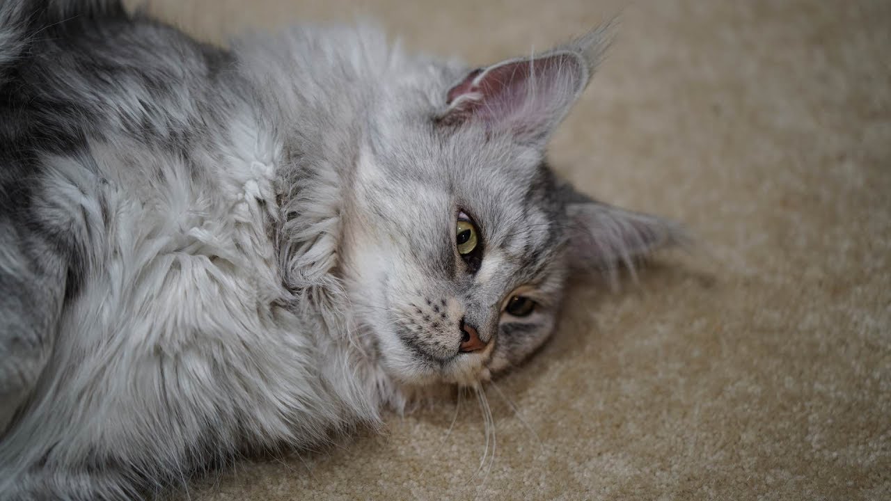 Hilarious Maine Coon Cat Sean Coonery