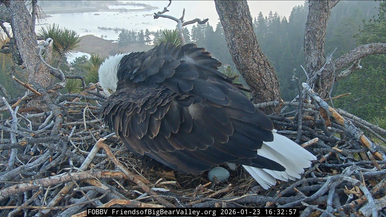 Congratulations, Jackie and Shadow, on First Egg of the Season  (FOBBV)