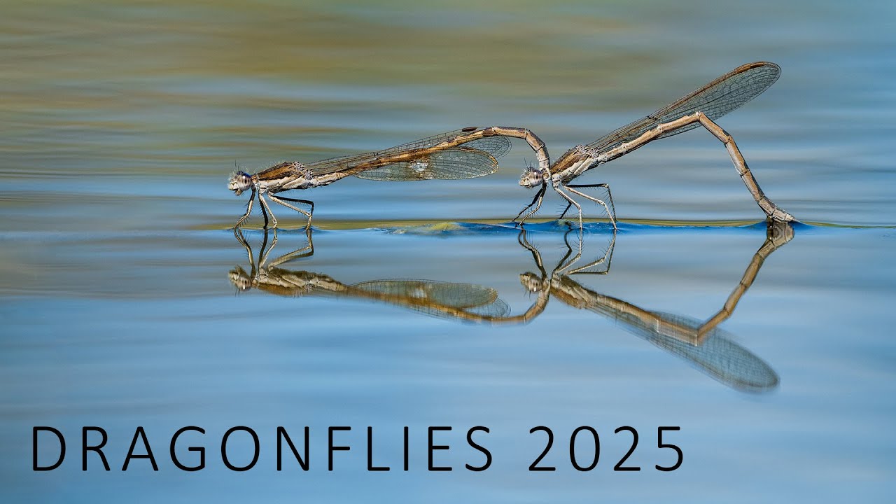 Life of dragonflies 2025 (Nikon Z8)