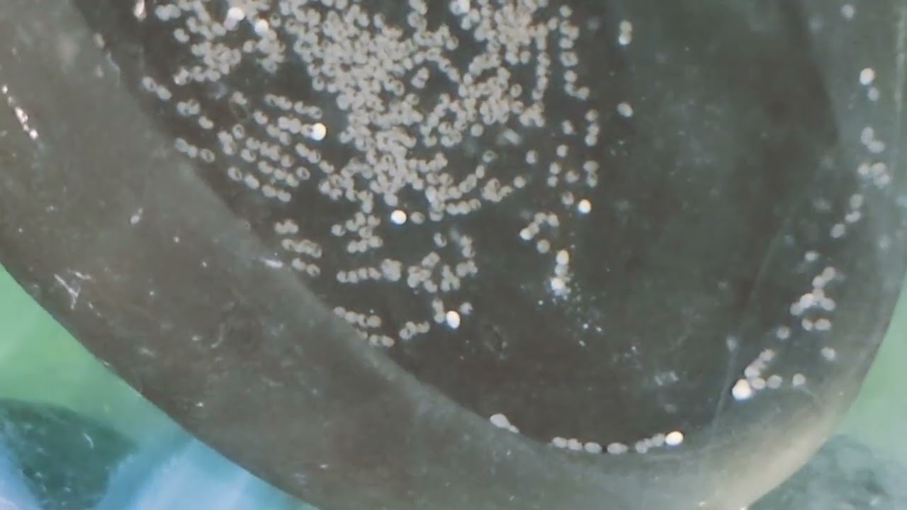 Flowerhorn Breeding - 48hours update