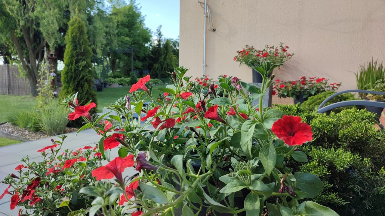 Obsadzam donice🌸Supertunie to już nałóg:)🌸🏵️🌸🏵️🌸🏵️🌸