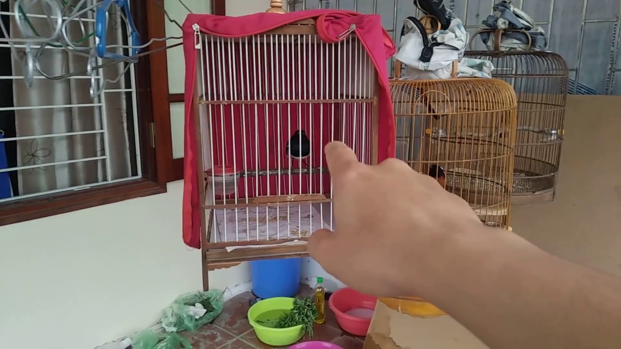 Cách thuần chim chích choè than và các lưu ý