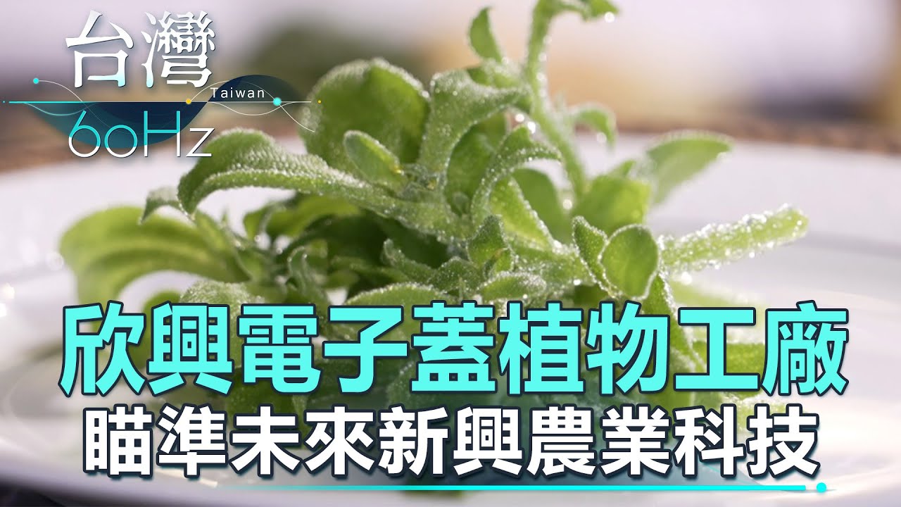 【台灣60Hz】欣興電子蓋植物工廠 瞄準未來新興農業科技｜廖慶學 2023.04.30 part1