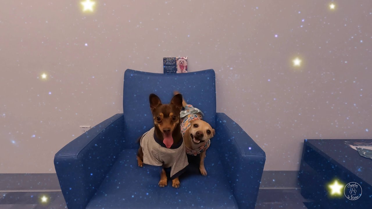 You've Got Mail! Pt. 3 | Ep 193 | Chewby & Snow White 😎🥰😁😆#2026  #dogs #dogsofinstagram