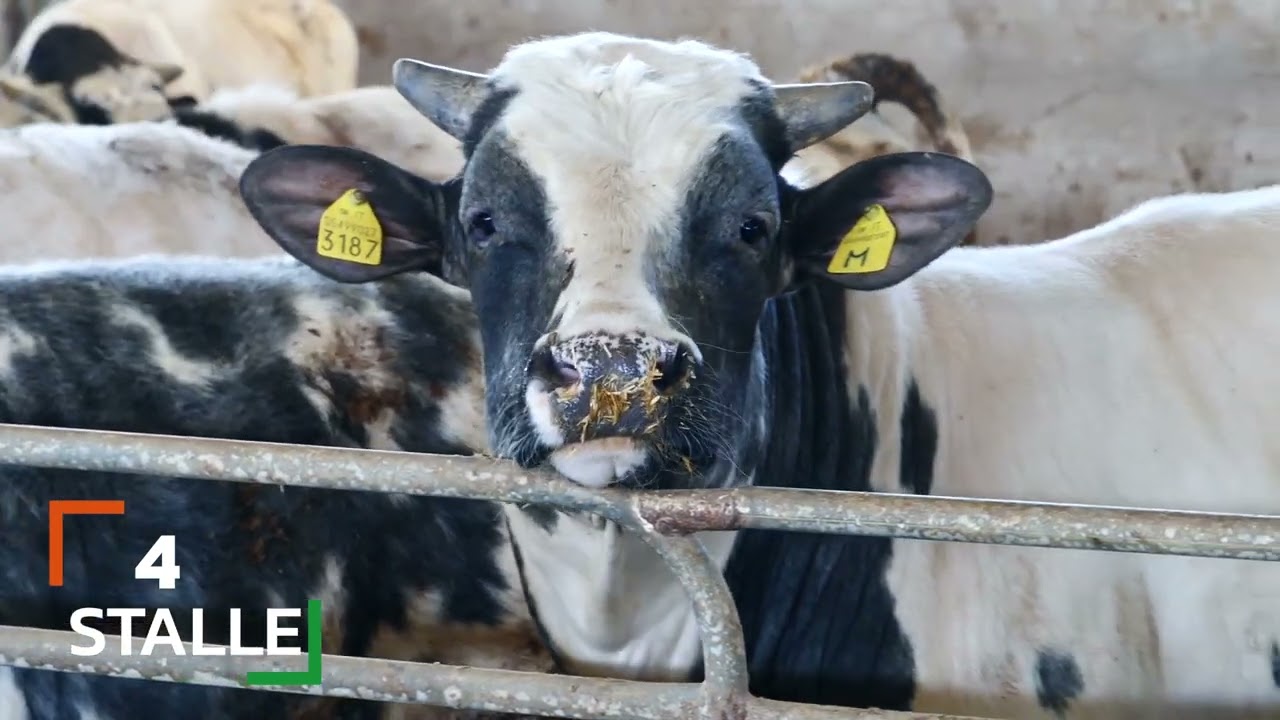 Gruppo cooperative Agricole di Trevi compie 50 anni