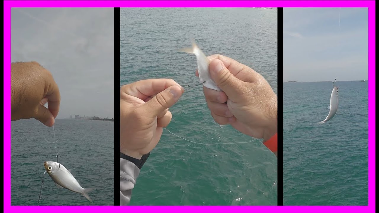 🐡3 Maneras de Poner el ANZUELO a las SARDINAS VIVAS.🐡