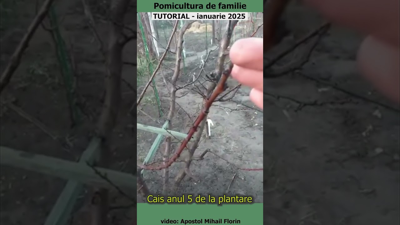 Pomicultura de familie - Cais anul 5 de la plantare