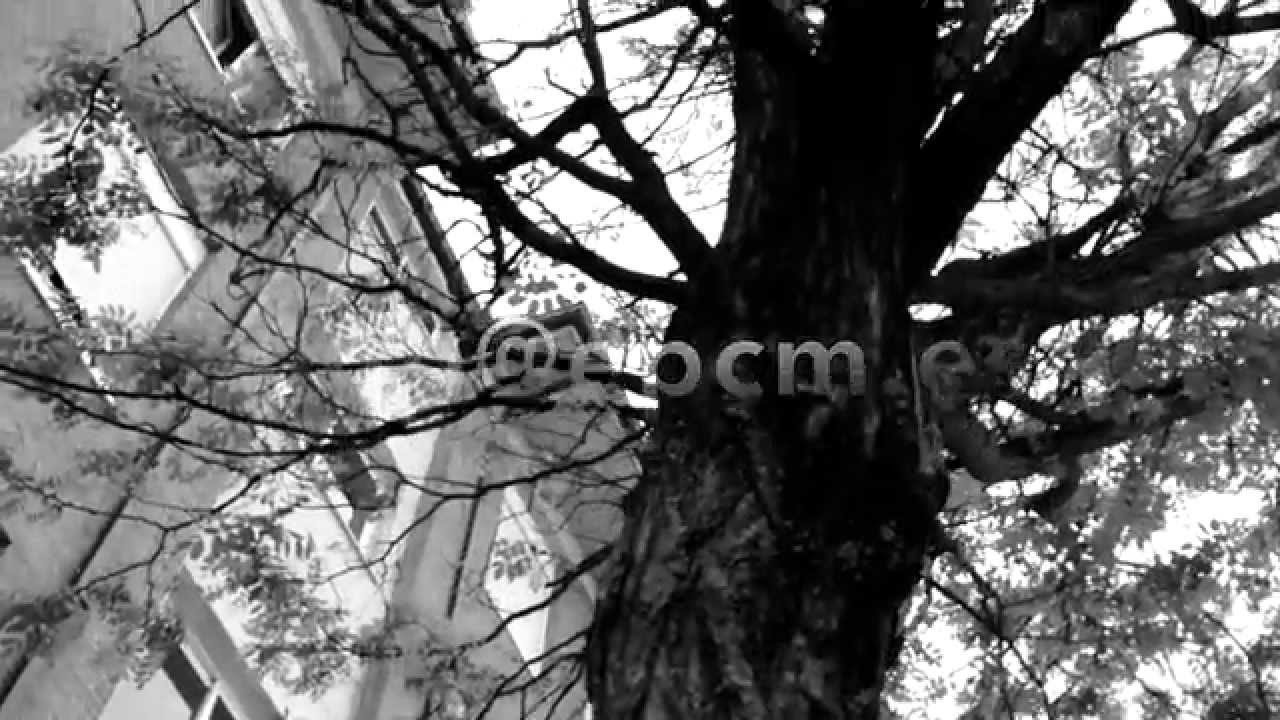 Climb A Tree