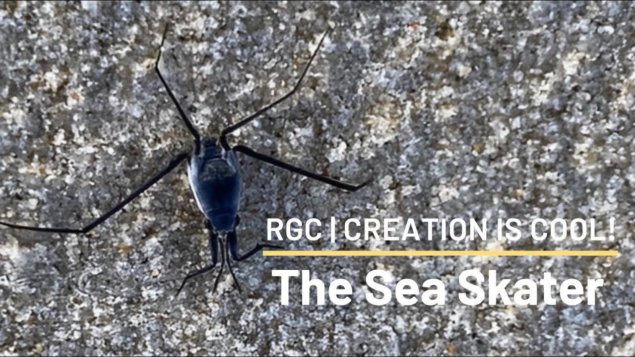 Ocean Dwelling Insect | Sea Skater | Creation is Cool